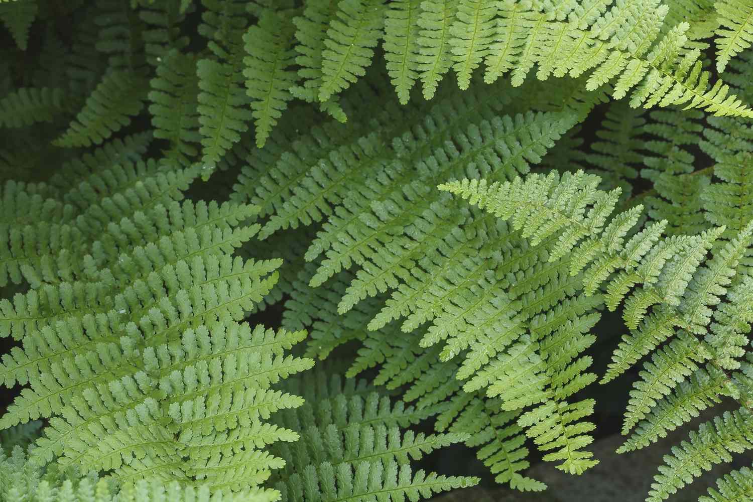 Fern-Collective-counselling