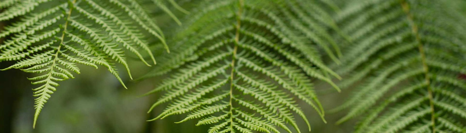 fern-counselling-chch