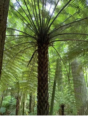 counsellor-fern-care